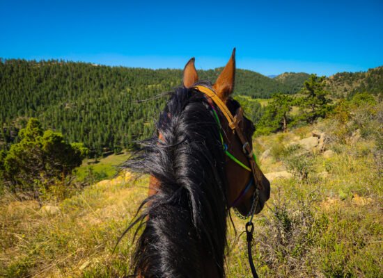 View from horseback on a guided trail ride while Horseback Riding & Dude Ranches near Red Feather Lakes, Colorado