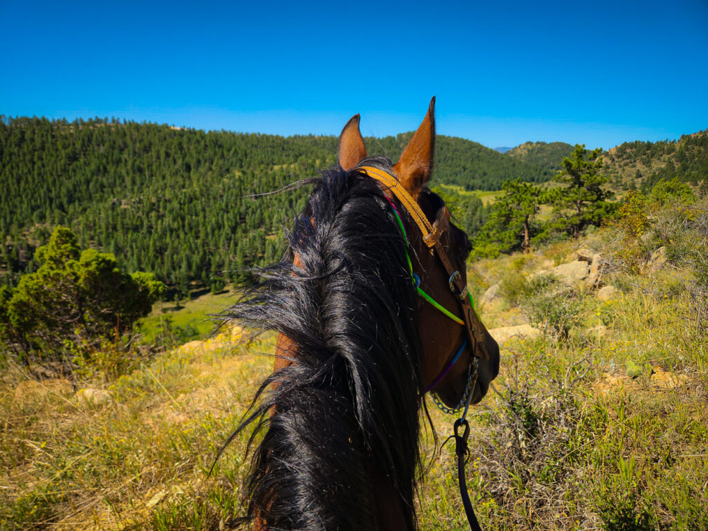 Trail Riding near Red Feather Lakes Colorado View from horseback on a guided trail ride while Horseback Riding & Dude Ranches near Red Feather Lakes, Colorado