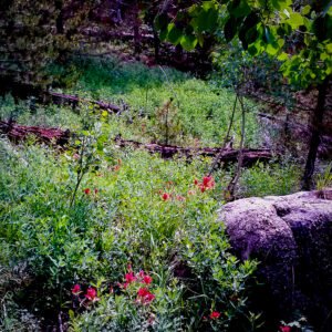 Indian Paintbrush and Downed Logs Along a Trail Near Red Feather Lakes, Colorado
