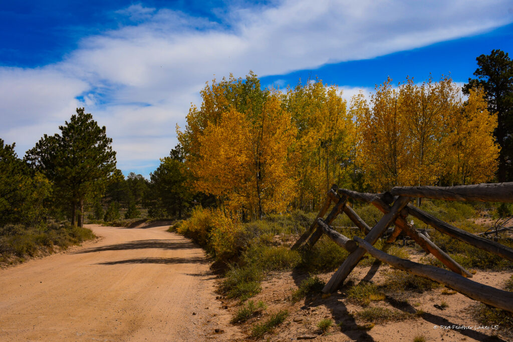 Autumn Color Along Ramona Drive in Red Feather Lakes, Colorado