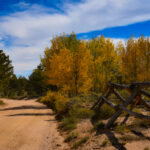 Autumn Color Along Ramona Drive in Red Feather Lakes, Colorado