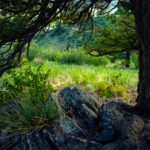Grizzled Old Pine Tree in Rock Outcroppings at Horsetooth Lake Trail near Fort Collins Colorado