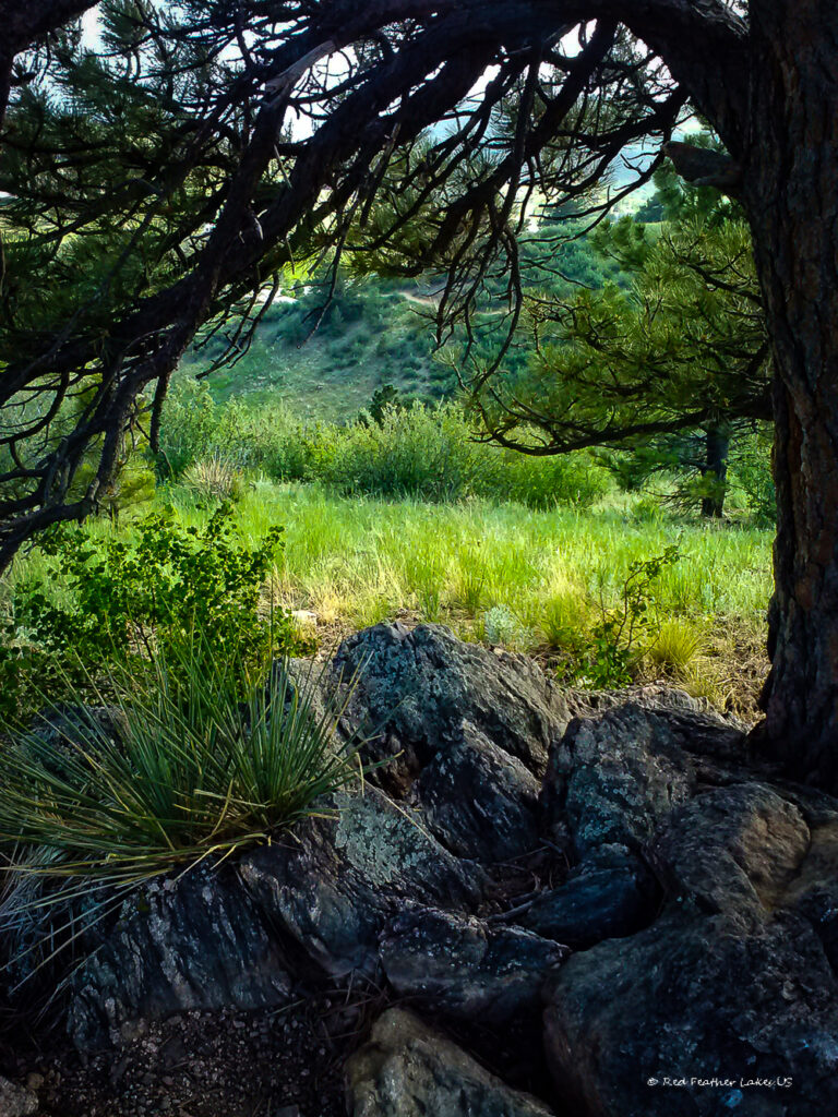 Grizzled Old Pine Tree in Rock Outcroppings at Horsetooth Lake Trail near Fort Collins Colorado