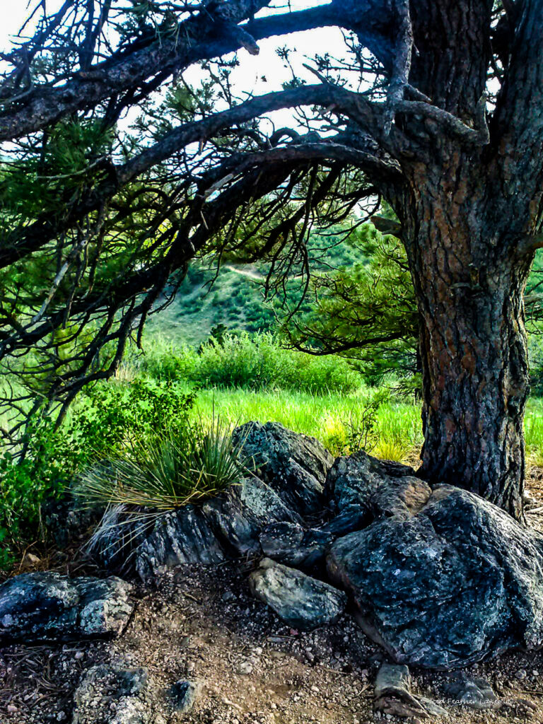 Grizzled Old Pine Tree Next to a Weathered Rock Outcropping Near Red Feather Lakes, Colorado