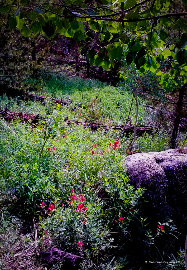 Red Feather Lakes.US-30 Indian Paintbrush and Aspen Leaves Along a Hiking Trail near Red Feather Lakes, Colorado