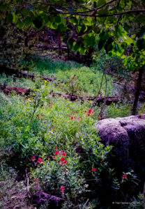 Indian Paintbrush and Downed Logs Along a Trail Near Red Feather Lakes, Colorado