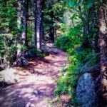Roosevelt National Forest Trail near Red Feather Lakes Colorado