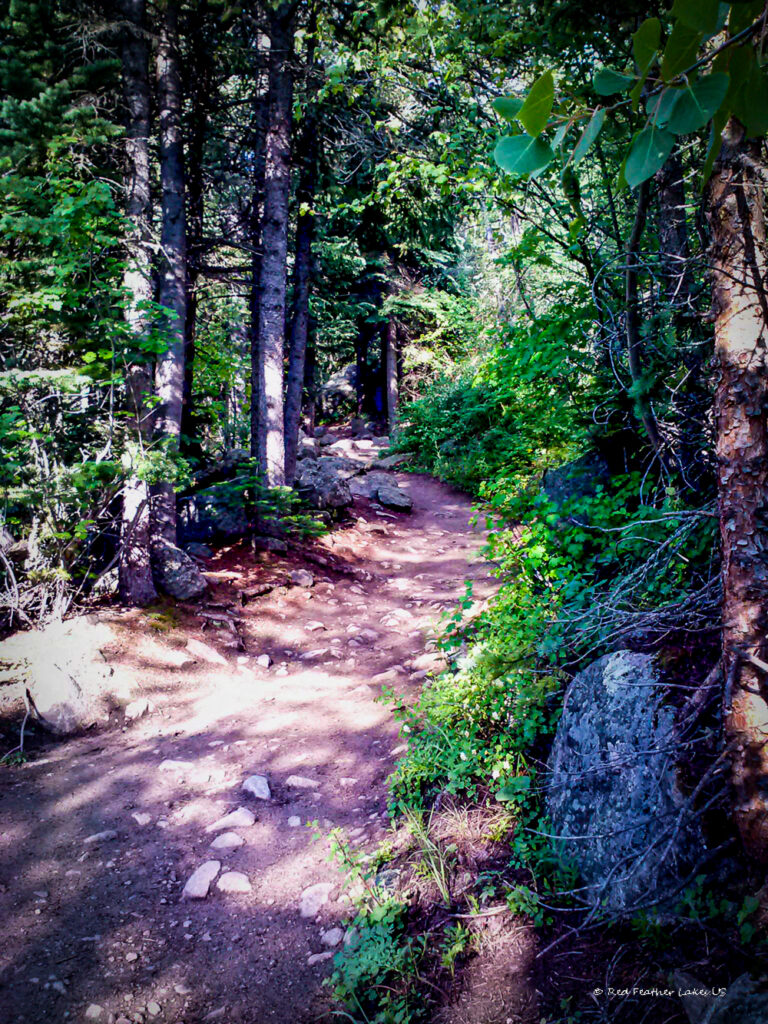 Roosevelt National Forest Trail near Red Feather Lakes Colorado