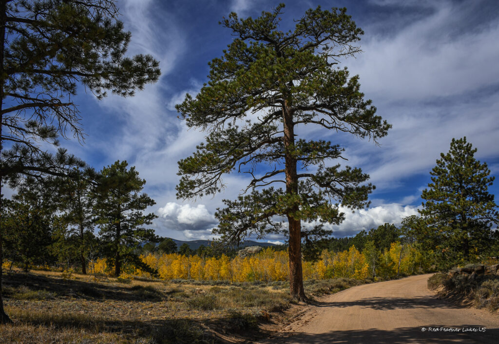 Stately Pine Tree Against a Backdrop of Golden Aspen Trees in Crystal Lakes off CR 73c near Red Feather Lakes, Colorado