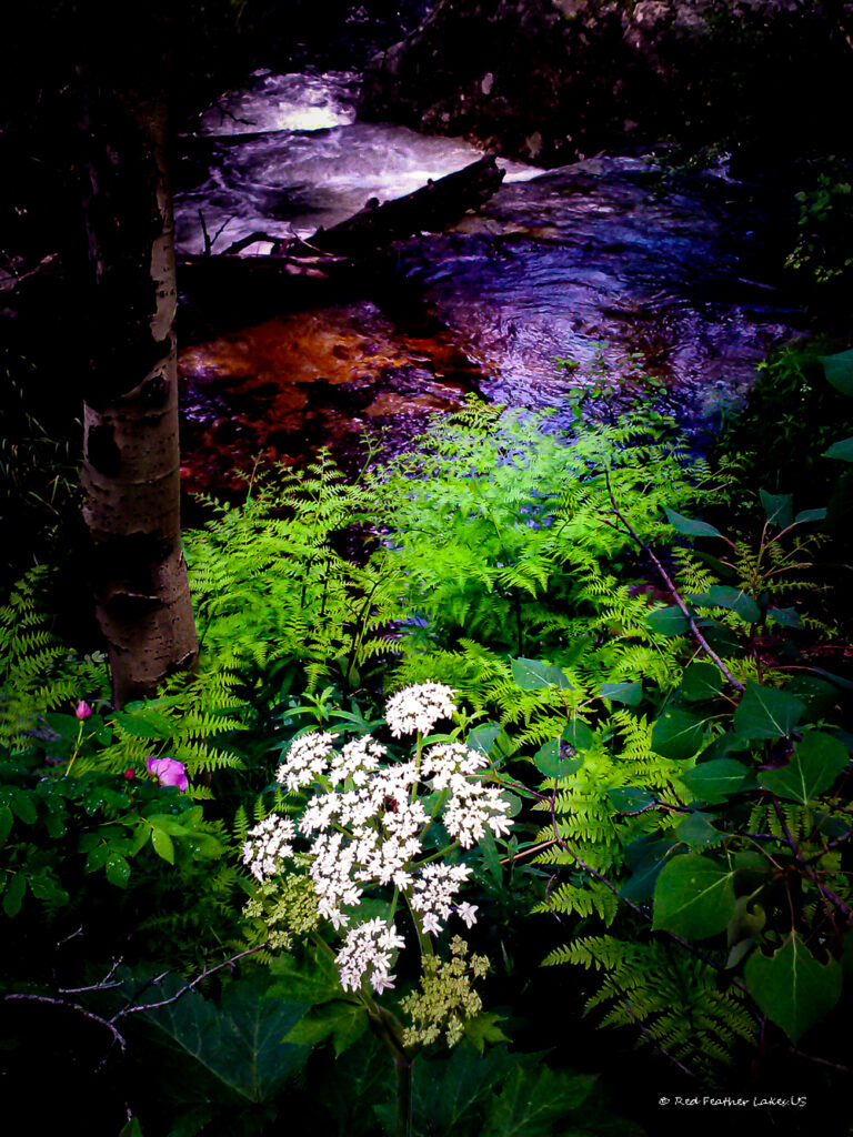Stream Side Wild Roses and Angelica Near Red Feather Lakes, Colorado
