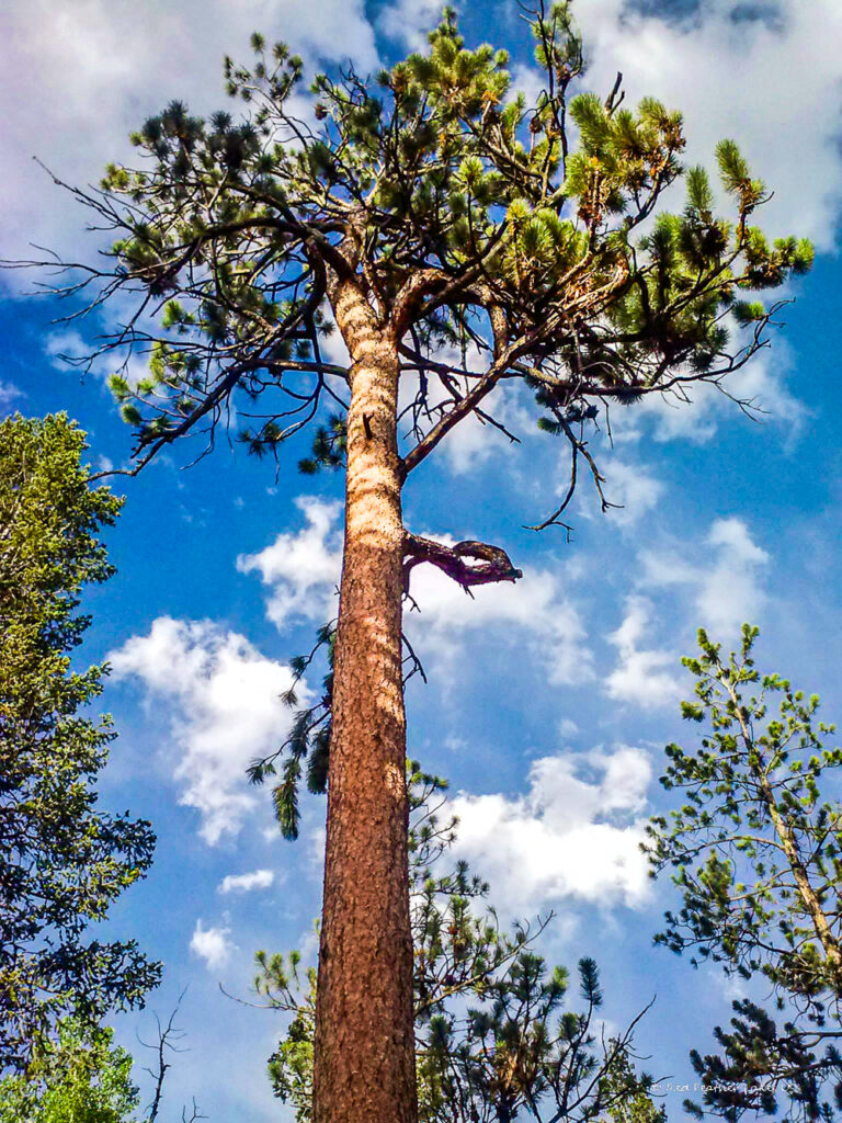Tall Pine Against Blue Skies in Red Feather Lakes Colorado