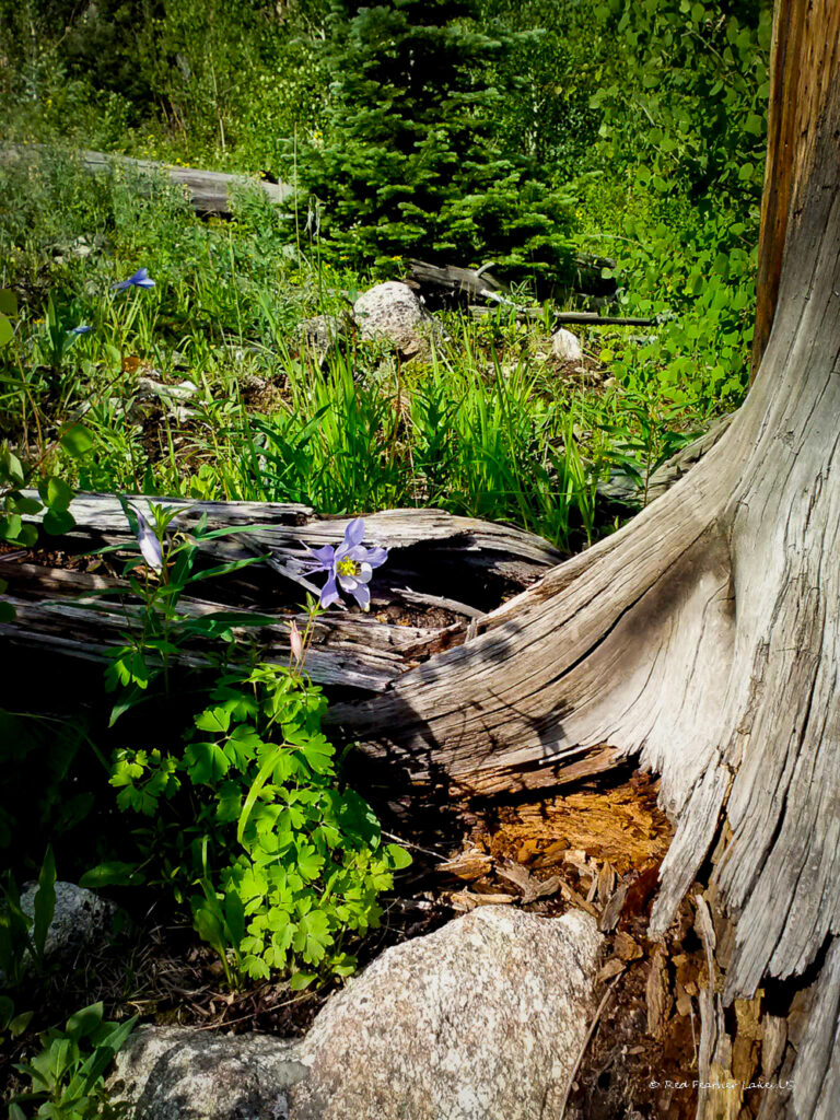 Wild Columbine Along Young Gulch Trail on Hwy 14 in Bellvue, Colorado