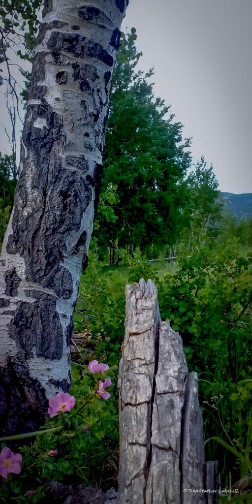 Wild Roses near an Aspen Tree in a meadow near Red Feather Lakes, Colorado