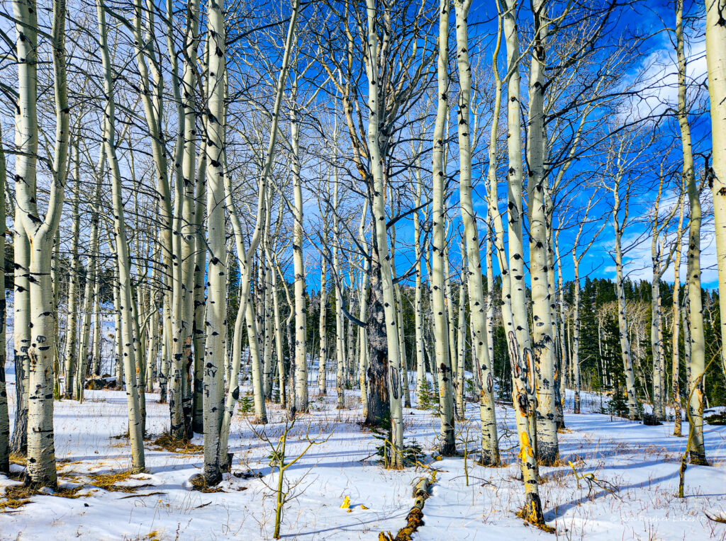 Aspens in the snow from a snowmobile/ATV trail near Deadman's Road in Red Feather Lakes, Colorado