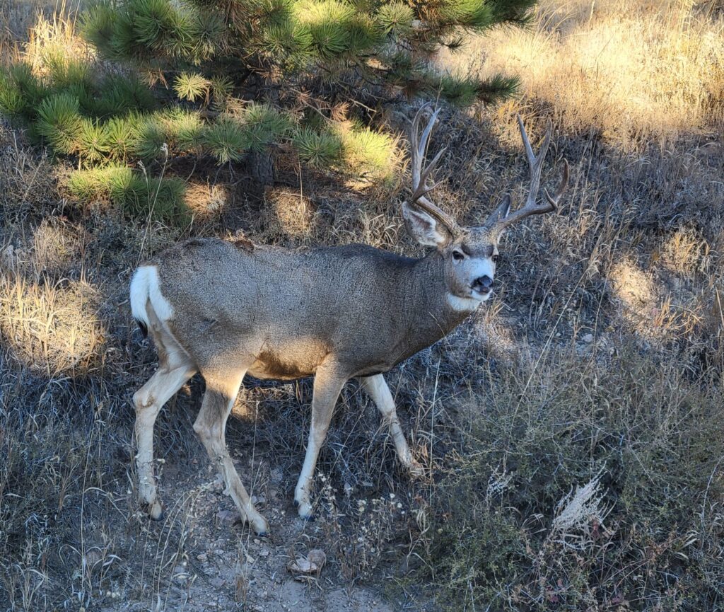 Mule Deer Buck Near Red Feather Lakes, Colorado