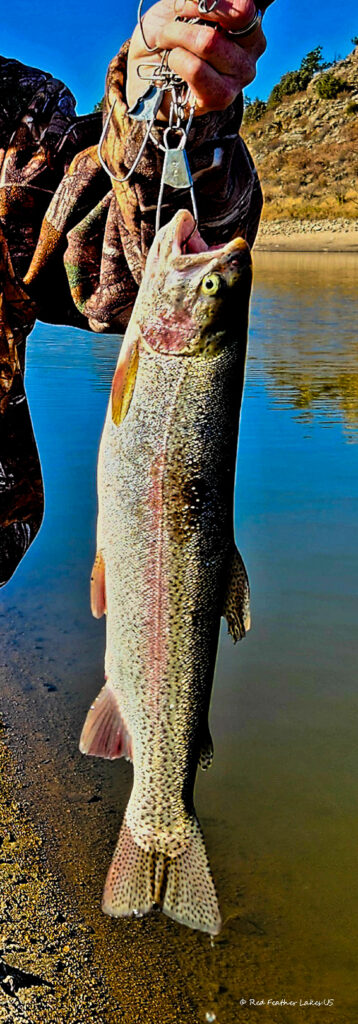 Rainbow Trout