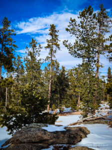 Snow-covered forest with pine trees under blue sky at a dispersed camping site off Deadman's Road in Red Feather Lakes Colorado
