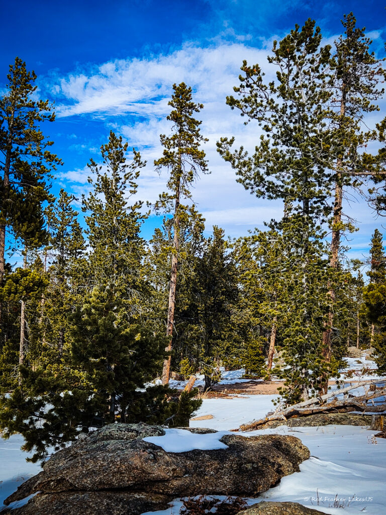 Red Feather Lakes.US-131 Snow-covered forest with pine trees under blue sky at a dispersed camping site off Deadman's Road in Red Feather Lakes Colorado