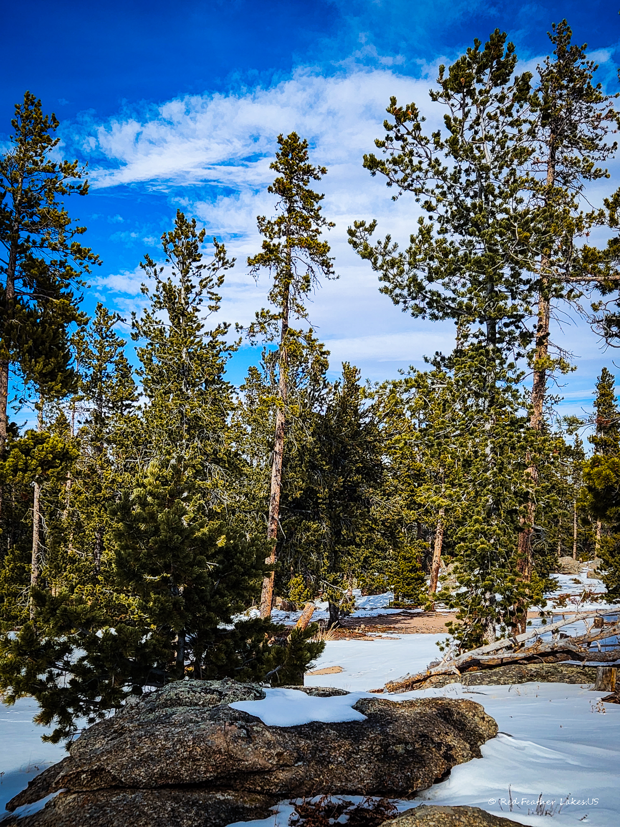 Snow-covered forest with pine trees under blue sky at a dispersed camping site off Deadman's Road in Red Feather Lakes Colorado