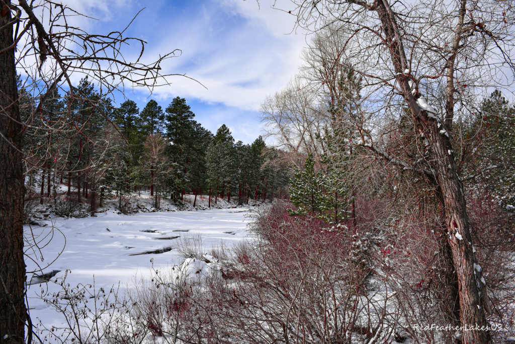 Red Willow Shrubs frame a shot of the frozen Cache La Poudre River in Winter