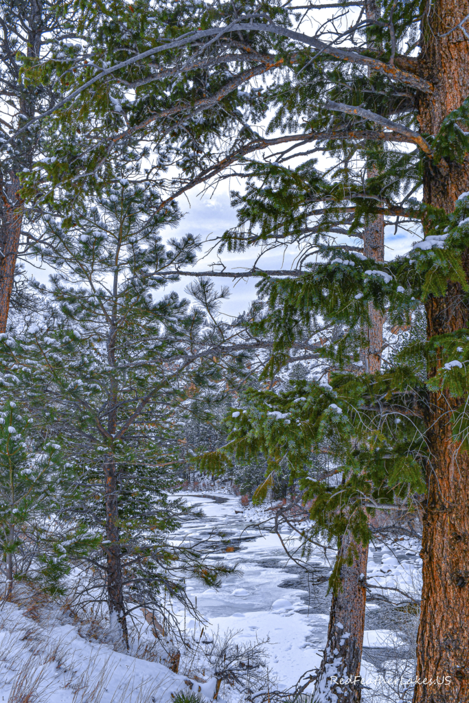 Snowy forest with frozen river in winter