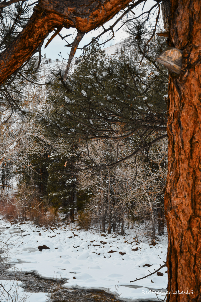Snowy forest scene and evergreens along the cache la poudre river on colorado highway 14 near rustic, colorado