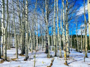 Aspens in the snow from a snowmobile/ATV trail near Deadman's Road in Red Feather Lakes, Colorado