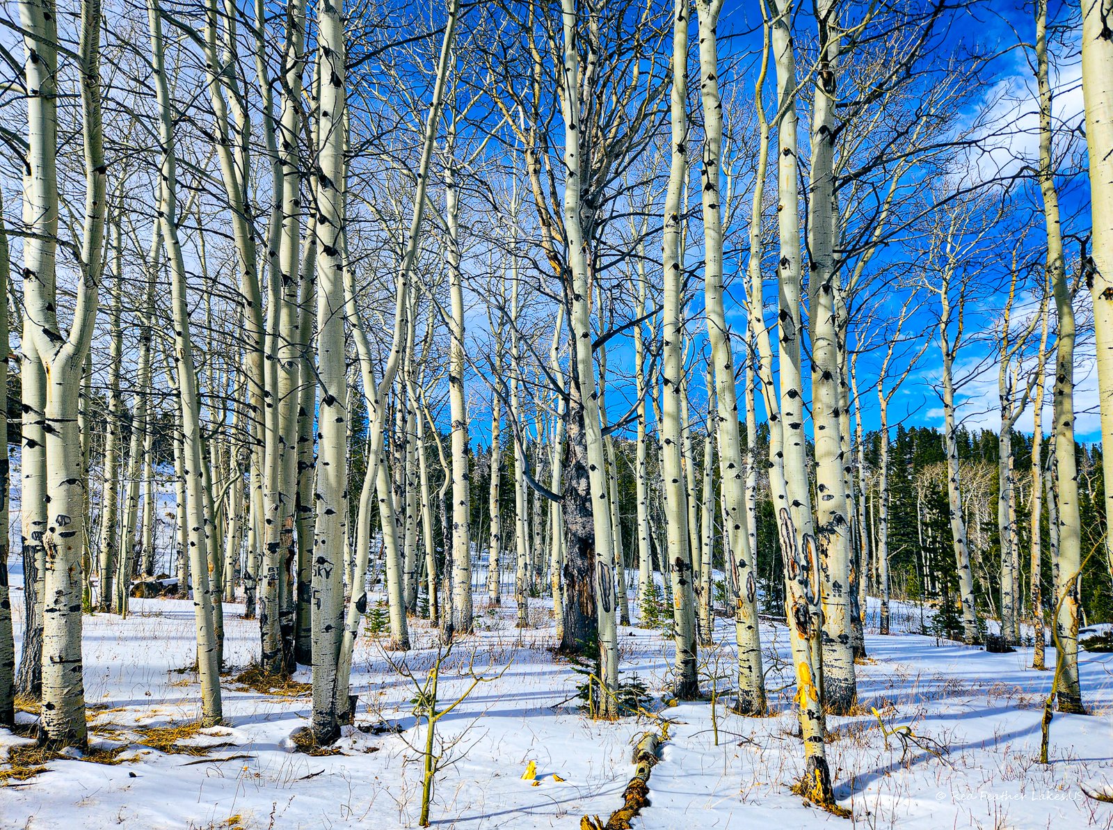 Aspens in the snow from a snowmobile/ATV trail near Deadman's Road in Red Feather Lakes, Colorado