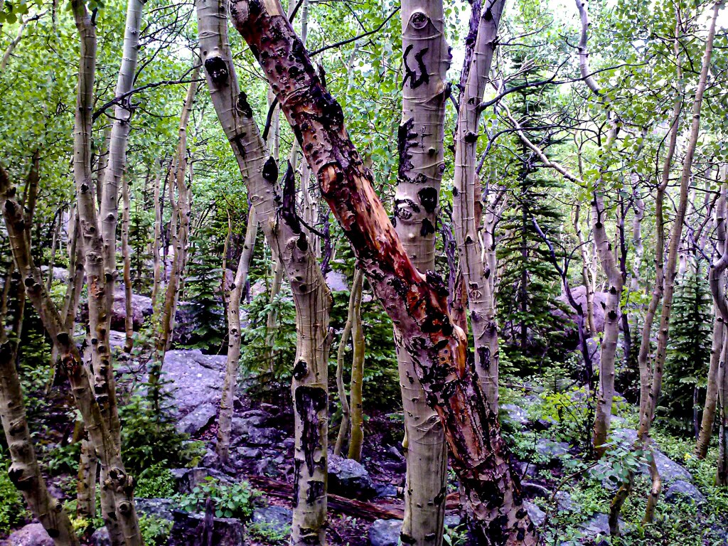 Wind-gnarled trees leaning over the trail on the climb to Dream Lake, Rocky Mountain National Park
