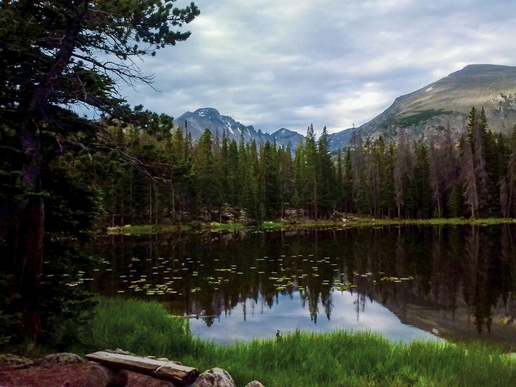 Yellow pond lilies floating on the still surface of Nymph Lake early in the morning, with forested slopes and a tundra ridge behind, Rocky Mountain National Park
