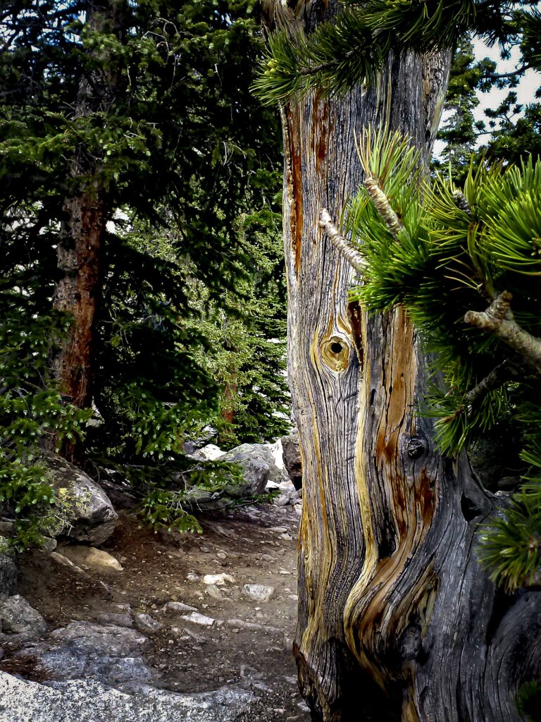 A bleached, weathered tree trunk beside the path to Dream Lake, Rocky Mountain National Park