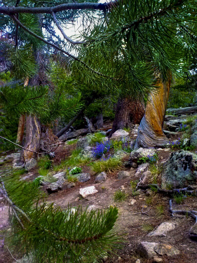 Weathered rock and wind-gnarled conifers alongside the Bear Lake to Nymph Lake trail, Rocky Mountain National Park