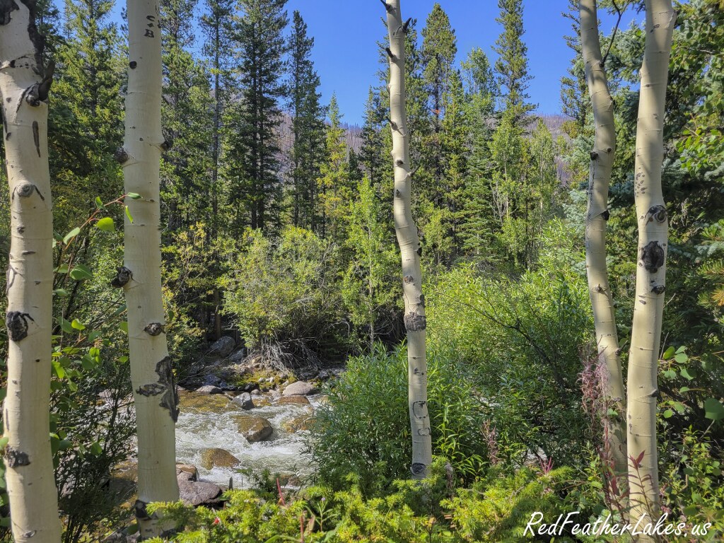 A rocky creek tumbling between boulders and willow at Aspen Glen Campground in the upper Poudre Canyon area of Colorado, framed by aspen trunks with spruce and fir on the slope behind