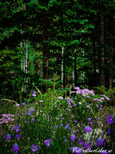 Pink and purple asters blooming at the base of aspen trees in a forest in Northwest Larimer County, Colorado