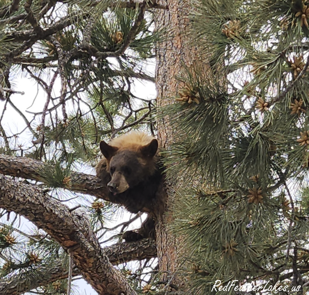 A cinnamon-colored black bear resting in a ponderosa pine in Northwest Larimer County, Colorado