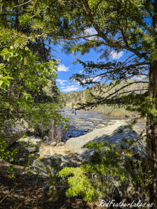 The Cache la Poudre River rushing through a green, tree-framed stretch of the canyon in spring