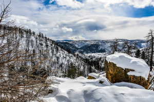 The same view of the Cameron Peak Fire burn scar from Boy Scout Road (County Road 69) in Northwest Larimer County, Colorado in January 2025, under deep winter snow — bare fire-killed trees standing over a snow-covered granite outcrop and the drainage beyond