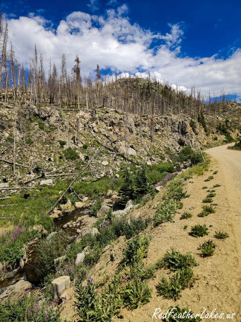 The Cameron Peak Fire burn scar along Long Draw Road in Roosevelt National Forest, Colorado — standing dead trees on the ridge above a dirt road, with wildflowers and new green growth returning along the roadside six years after the 2020 fire