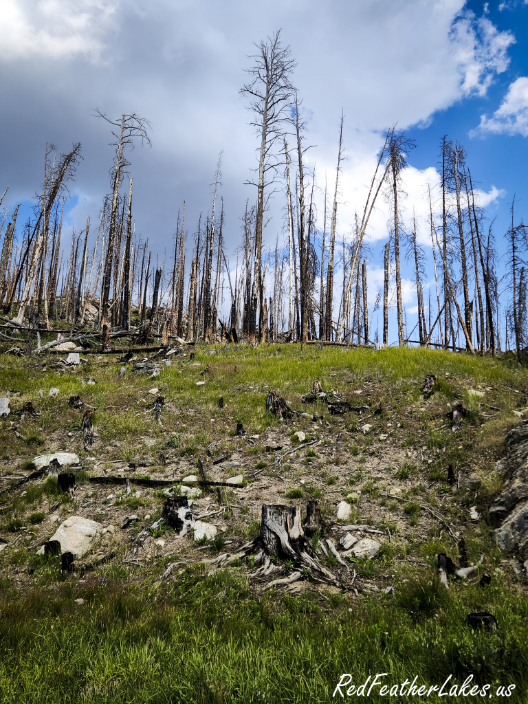 Silver standing dead trees left by the 2020 Cameron Peak Fire along Long Draw Road in Roosevelt National Forest, Colorado, with green grass and new growth returning across the forest floor beneath them