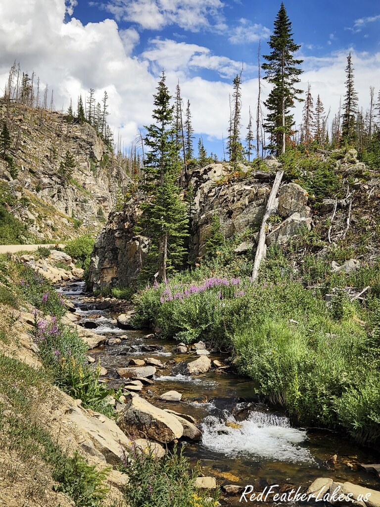 A mountain creek cascading over rock past blooming purple lupine along Long Draw Road in the upper Poudre high country of Northwest Larimer County, Colorado