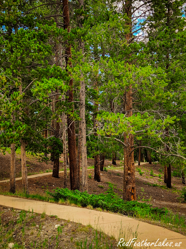 A quiet, shady paved path winding between the camping loops through tall pines at Chambers Lake Campground, Colorado