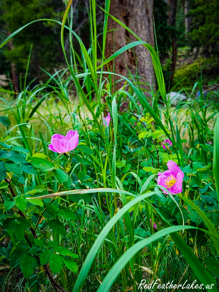 Pink wild roses blooming in the meadow grass at Chambers Lake Campground in early summer
