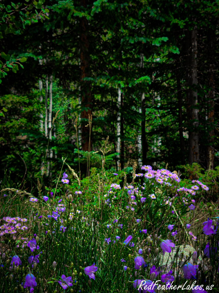 Purple asters and harebells blooming in the shade of the pine forest at Chambers Lake, Colorado