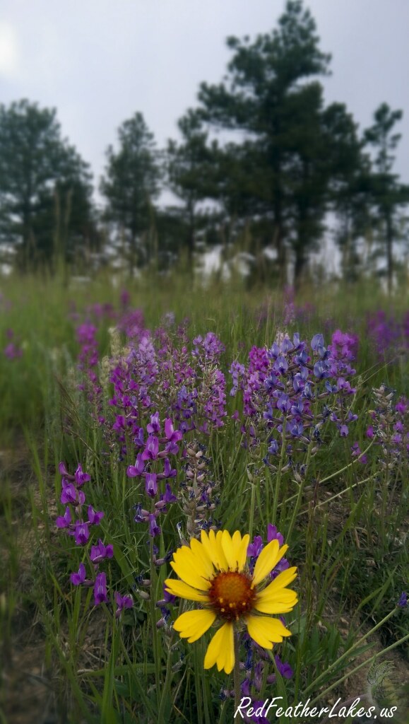 Purple larkspur and a yellow blanketflower blooming in a mountain meadow with pines beyond in the Poudre high country of Northwest Larimer County, Colorado