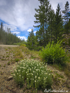 Alpine yarrow blooming roadside, part of the summer wildflower show along Long Draw Road