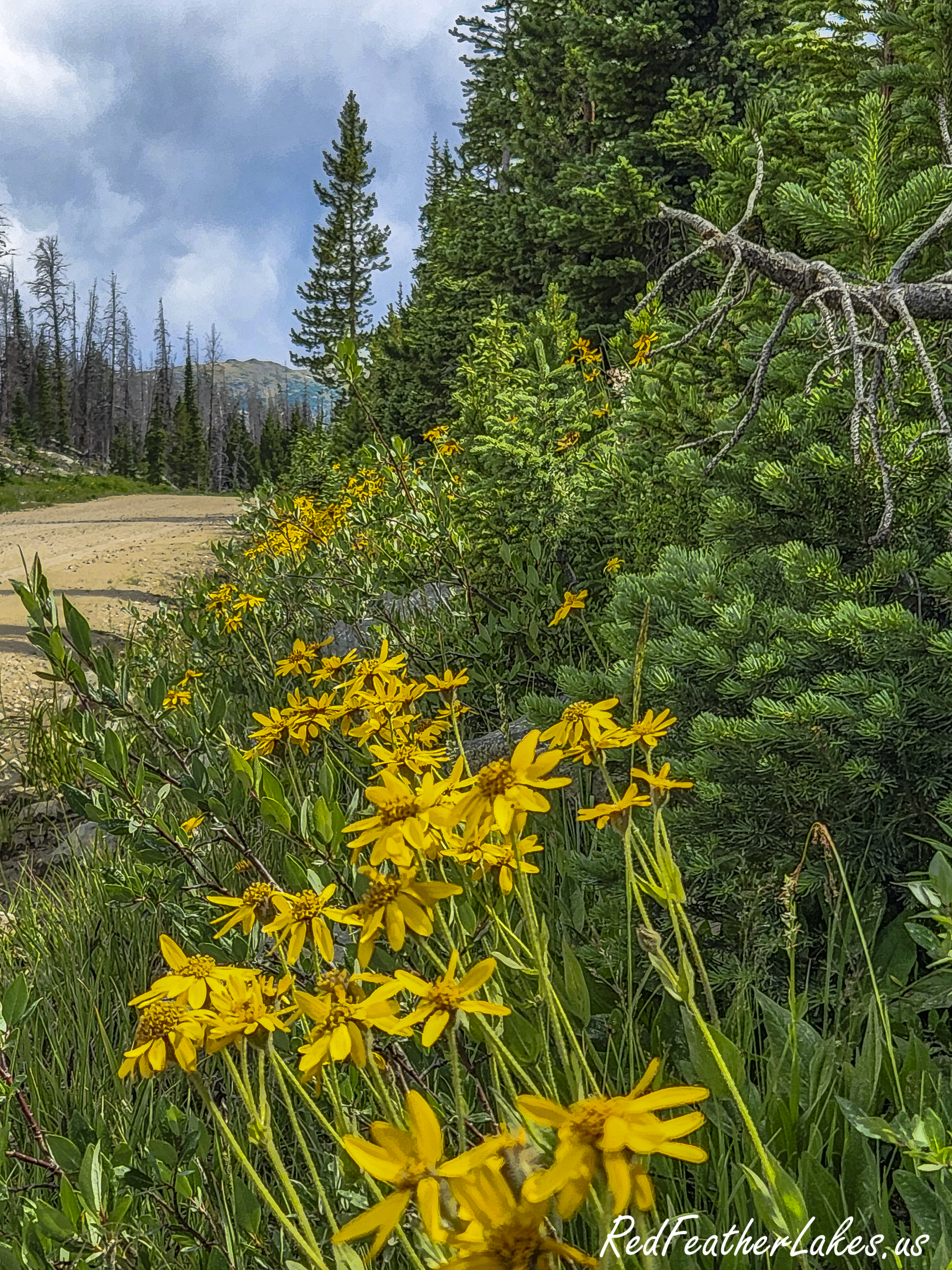 Meadow arnica along the edge of Long Draw Road in mid-summer