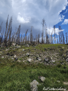 Silvered lodgepole in the recovering Cameron Peak burn scar along Long Draw Road