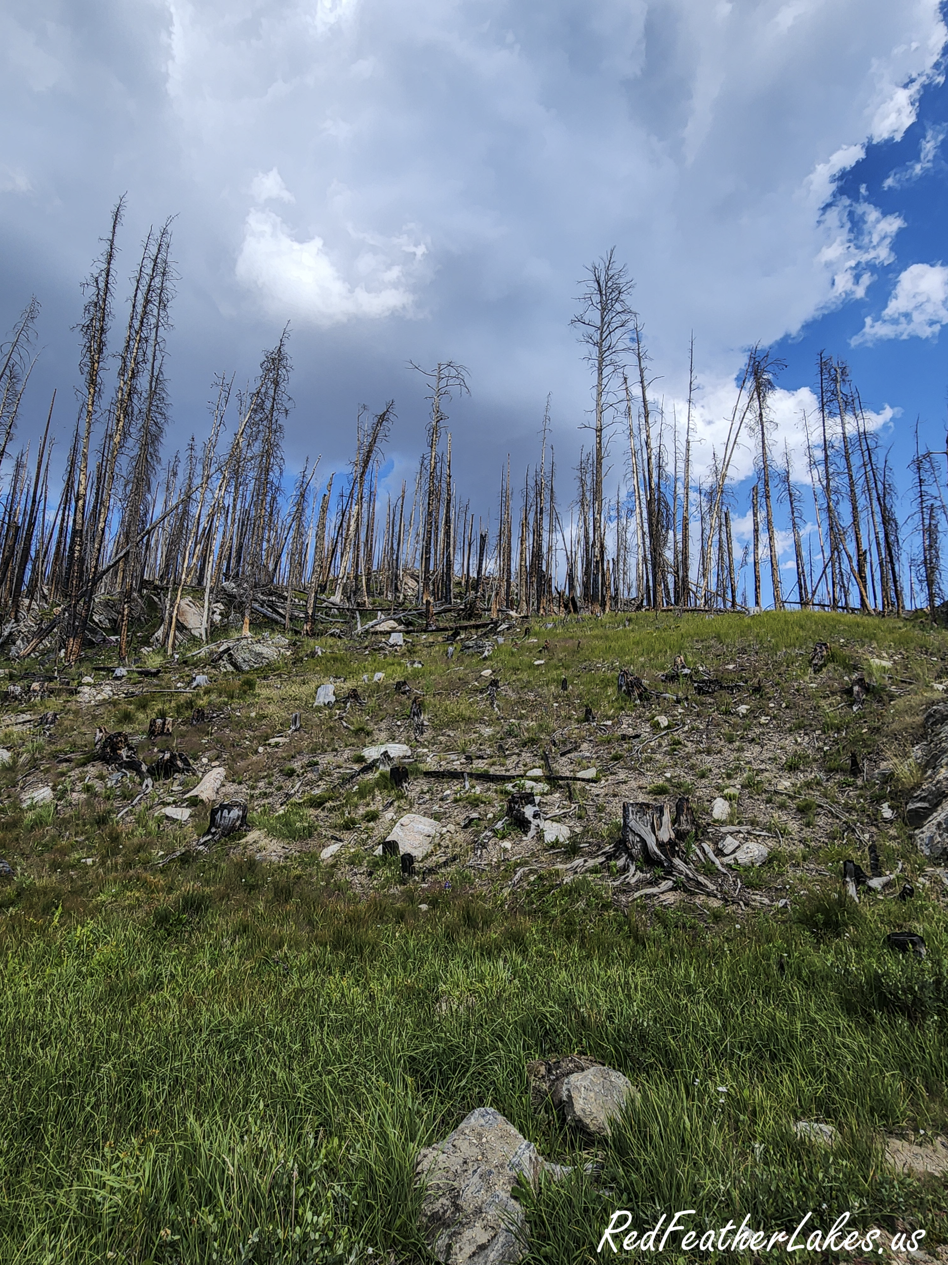 Silvered lodgepole in the recovering Cameron Peak burn scar along Long Draw Road