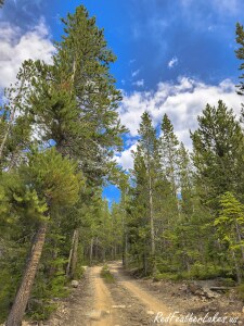 A dispersed campsite off Long Draw Road with cut-log seating around a rock fire ring on a cleared pad in the lodgepole, upper Poudre Canyon, Colorado