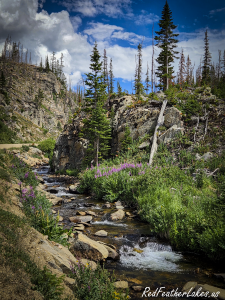 Fireweed blooming beside a snowmelt creek along Long Draw Road